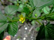 Flower In Green