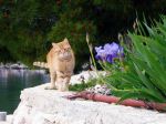 Cat Investigates