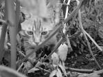 Cat Sneaking