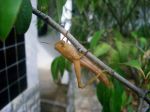 Grasshopper
