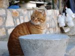 Imaginary Cat