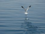 Seagull 