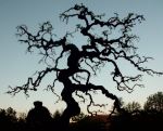 A Mulberry Tree