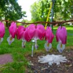 Bleeding Hearts