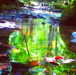 Reflections