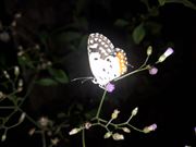 Butterfly On Tree