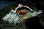 Shell In Sea Woter 