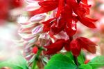 Flower Nature Water Droap Https://Www.Facebook.Com