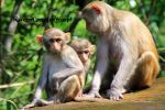 Loveing In Mother And Child