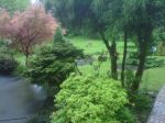 Deer Visiting On The Lawn