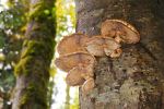 Wild Mushrooms In The Back Yard