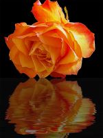 520 Rose With The Reflections