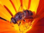 Insect On Flower