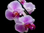 Beautiful Orchid