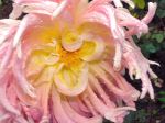 Beauty Dahlia