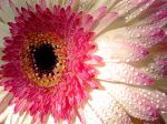 Beauty Dahlia
