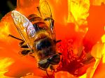 Bee On Flower
