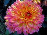 Fractal Dahlia