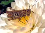 Insect On Flower