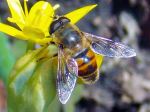 Insect On The Flower