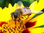 Insect On The Flower