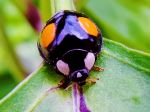 Lady Bug