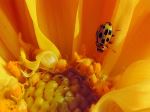 Lady Bug