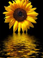 Yellow Flower