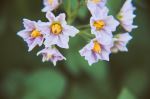 Beauty In The Garden 1
