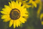 Beauty In The Garden 3