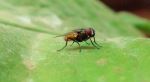 Housefly