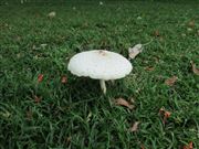 Complete Wild Mushroom