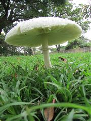 Wild Mushroom