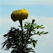  african Marigold