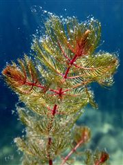  eurasian Water Milfoil