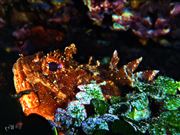  scorpion Fish