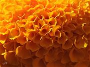 African Marigold Closeup