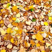 Any Color, Any Creed 