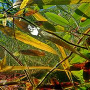 Autumn Underwater