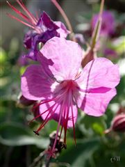 Backlighted Geranium