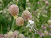 Bladder Campion