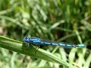 Blue Damsel 3