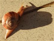 Caesar Rubiconem Transgressus 