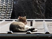 Cat On A Cold Tin Roof