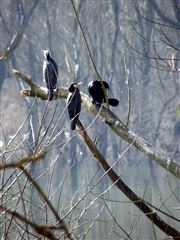 Cormorant Tree 2