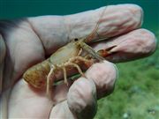 Crawdad