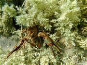 Crawgranddad