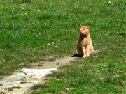 Every Path Ends With Cat