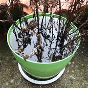 Flowerpot Swamp