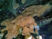 Freshwater Sponge